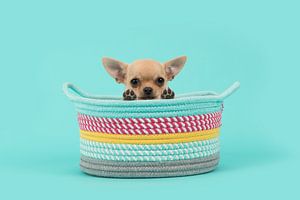 Chihuahua puppy in mandje / Cute brown chihuahua puppy dog in a colored basket looking over 