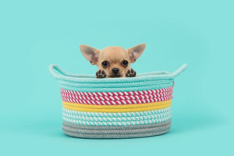 Chihuahua puppy in mandje / Cute brown chihuahua puppy dog in a colored basket looking over  by Elles Rijsdijk