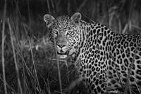 Léopard dans le delta de l'Okavango au Botswana