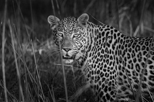Léopard dans le delta de l'Okavango au Botswana