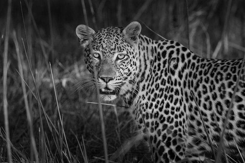Léopard dans le delta de l'Okavango au Botswana par Erik Verbeeck