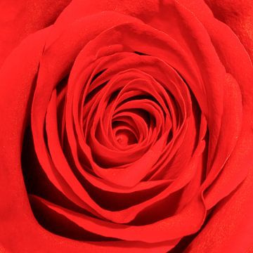 Rode roos #1 van Gert Hilbink
