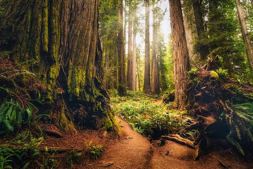 Blootliggende wortels