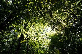 The many leaves of trees in the canopy in Emsland, Lower Saxony, Germany by Bianca Meyering Fotos - BMF