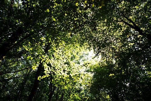 De vele bladeren van bomen in het bladerdak in Emsland, Nedersaksen, Duitsland