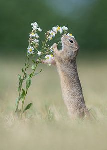 Squirrel smells flower by Dick van Duijn