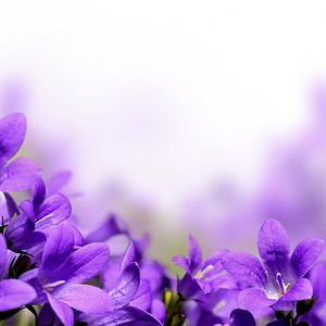 Close-up Foto Van Paarse Campanula Bloemen van Diana van Tankeren