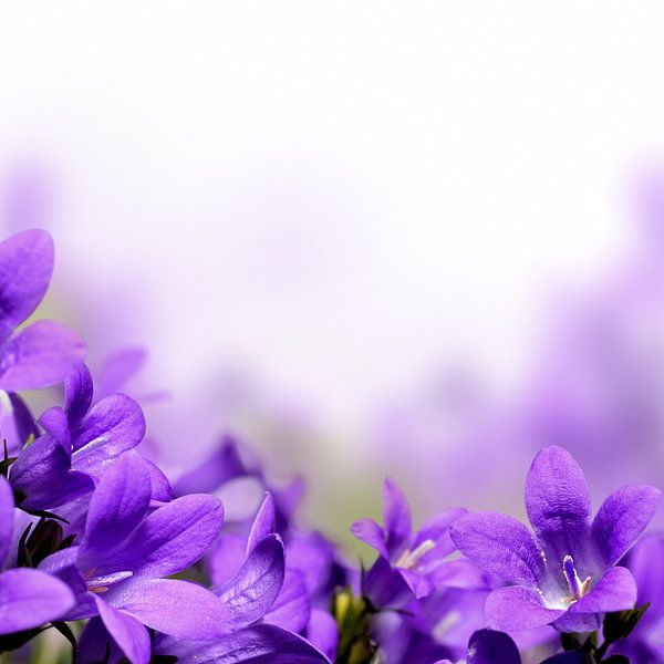 Violette Campanula-Blüten von Diana van Tankeren
