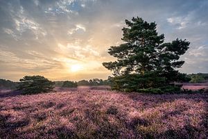 Les belles couleurs de la nature au lever du soleil sur les landes sur John van de Gazelle