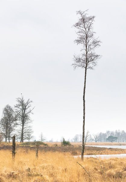 Bos Dwingelderveld - Dwingeloo (Netherlands) by Marcel Kerdijk