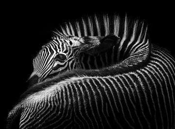 Stripes upon stripes, this zebra steals the show on its black background