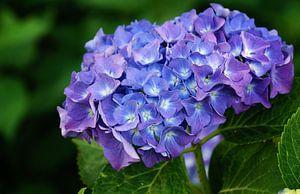 Gartenhortensien (Hydrangea macrophylla)