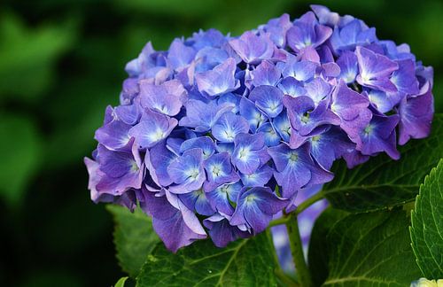 Tuinhortensia (Hydrangea macrophylla)