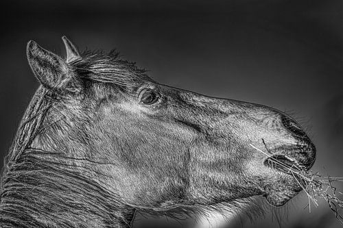 Porträt eines Pferdes mit einem Strohhalm zwischen den Zähnen