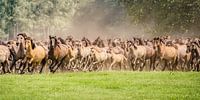 Kudde Dülmen pony's met rennende veulens