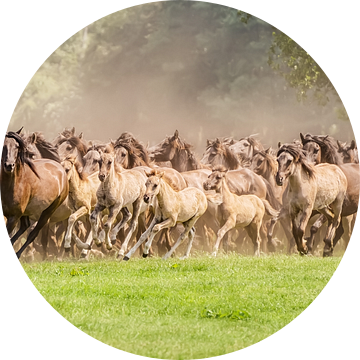 Kudde Dülmen pony's met rennende veulens van Katho Menden