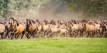 Herde von Dülmener Ponys mit Fohlen rennt von Katho Menden