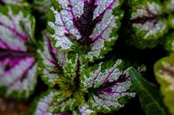 Plant purple and green. by Dianne Peeters thumbnail