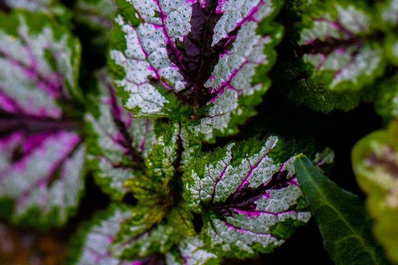 Plant purple and green. by Dianne Peeters