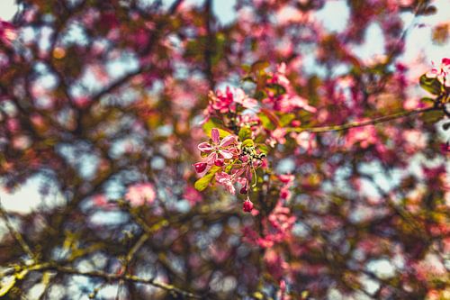 Bloesem Foto op Canvas – Roze Kersenbloesem Lente Wanddecoratie 18