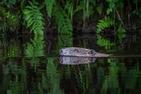 Beaver in the Lesse