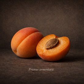 Apricot, Prunus armeniaca by Bert Quaedvlieg