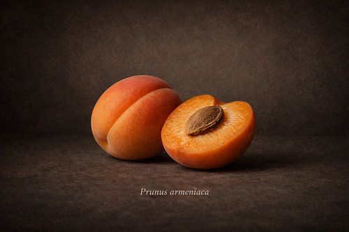 Abrikoos, Prunus armeniaca