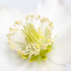 Verträumte Weihnachtsrose von Karin Bijpost