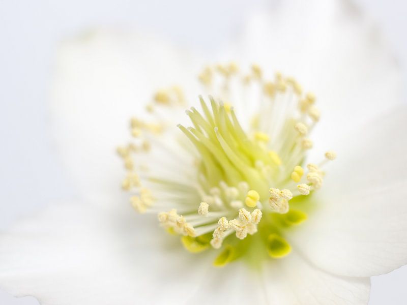 Verträumte Weihnachtsrose von Karin Bijpost