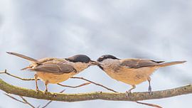 Love between two finches is always about feeding by Ad Huijben