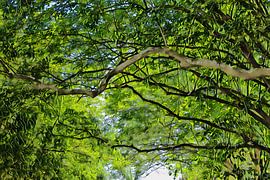 Green canopy of trees