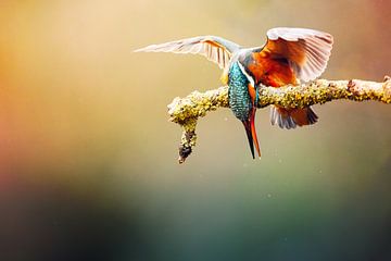 The kingfisher's bow. by mirka koot