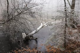 Winterwald mit Raureif und Nebel bei Stockach - Baden-Württemberg von BlattArt - Christine Horn