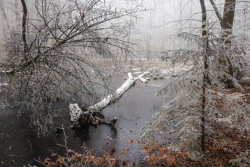 Winterbos met rijp en mist bij Stockach - Baden-Württemberg
