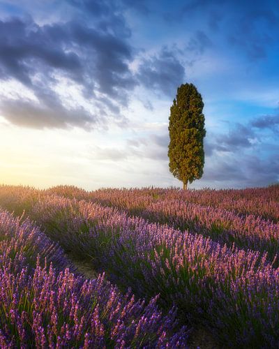 Lavender fields and cypress tree at sunset, Tuscany