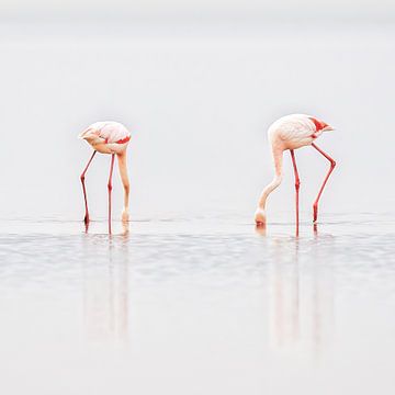 Wer sucht, findet von Patrick Haleyt Photography