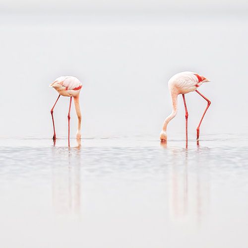 Wie zoekt die vindt van Patrick Haleyt Photography