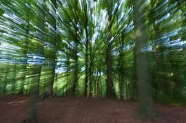 Hague Forest by Richard Wareham