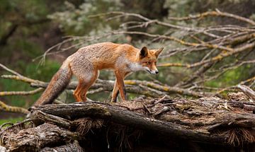 Fox on top of