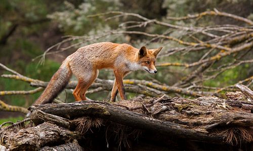 Fox on top
