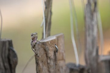 hagedis op een stok by Marcel Derweduwen