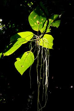 Gorgeous translucent leaf by Bianca ter Riet