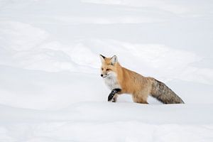 Fuchs / Rotfuchs ( Vulpes vulpes ) im Winter, läuft durch hohen Schnee, , Yellowstone NP,  USA.