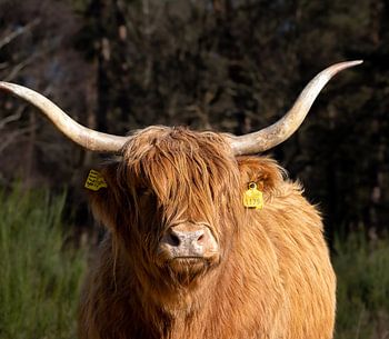 Schottischer Highlander