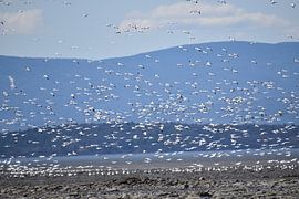 Schneegänse auf dem Fluss von Claude Laprise