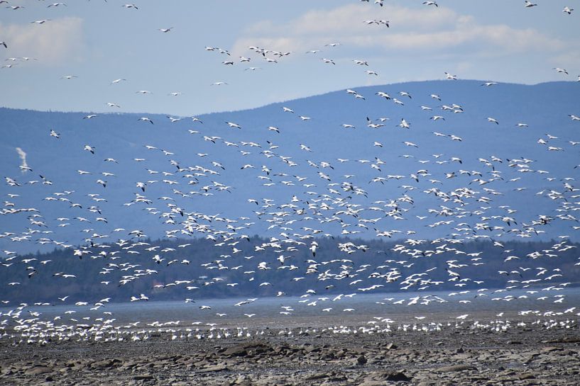 Snow geese on the river by Claude Laprise