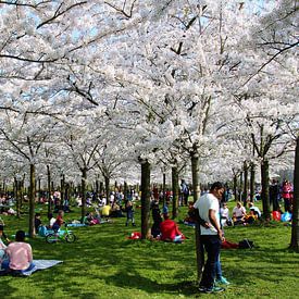 Fleur de cerisier japonais sur Geert Heldens