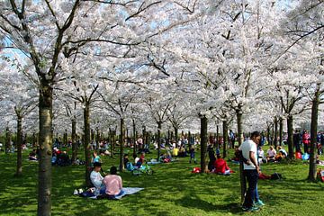 Japanese cherry blossom by Geert Heldens