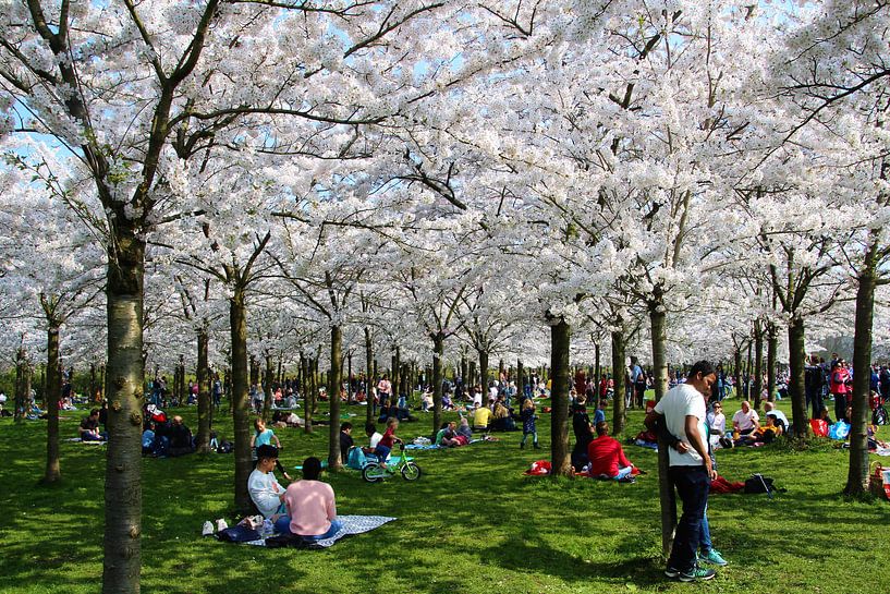 Japanische Kirschblüte von Geert Heldens