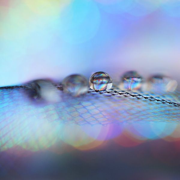 Rainbow by Kayleigh van der Lee